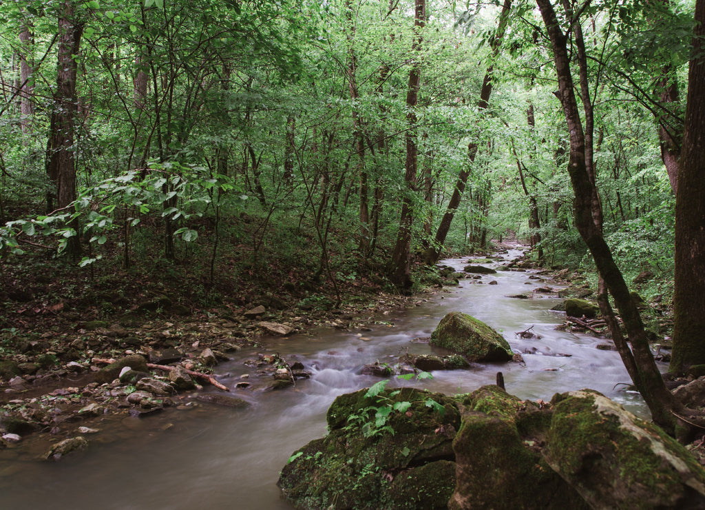 Peaceful Stream in Arkansas