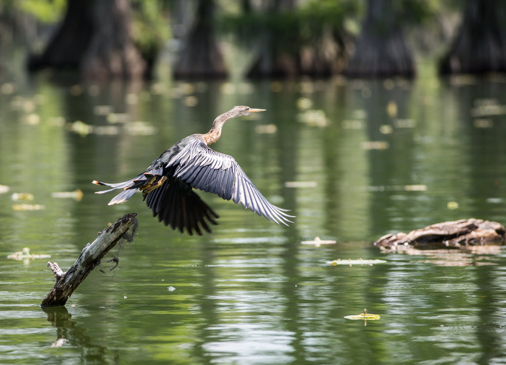 Anhinga Cormorant in a swamp Louisiana