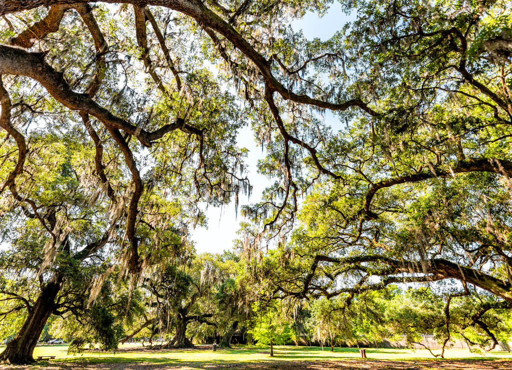 Old southern live oak trees in New Orleans Audubon park on sunny spring day with benches and hanging spanish moss and green Tree of Life in Garden District, Louisiana