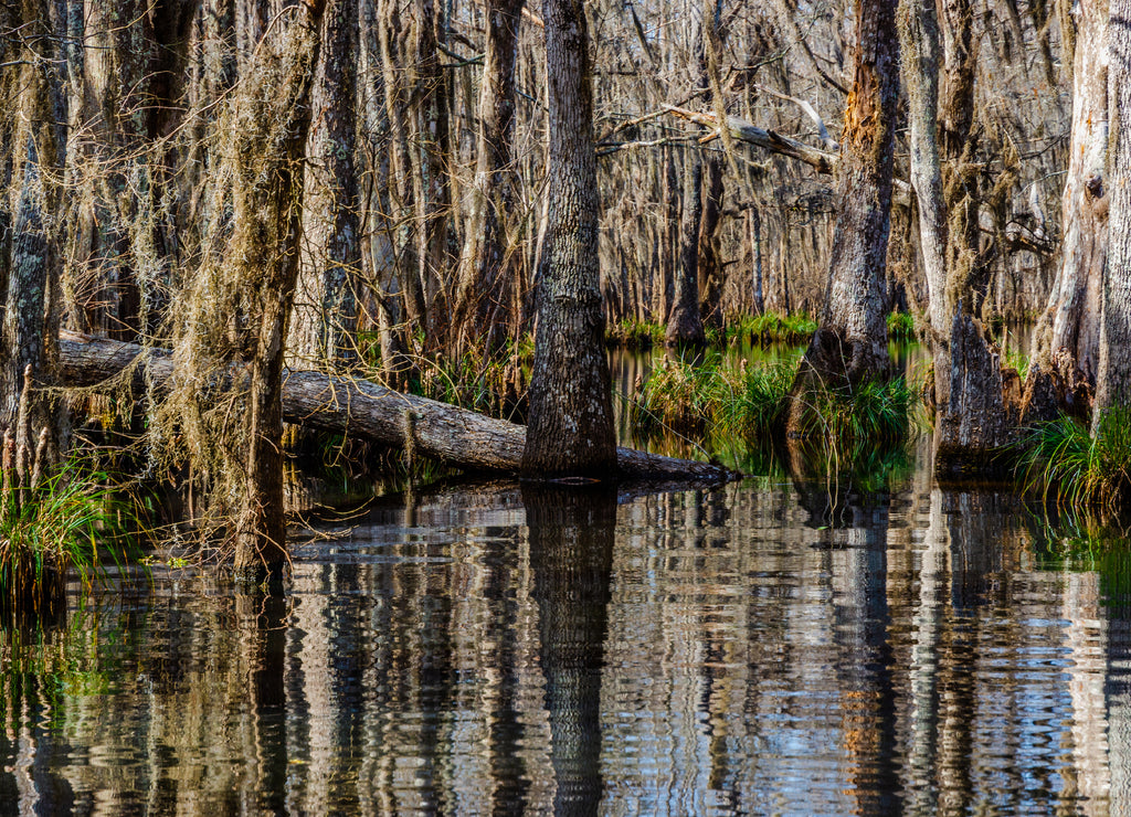 Cypress tree trunks and their water reflections in the swamps near New Orleans, in the Louisiana Bay