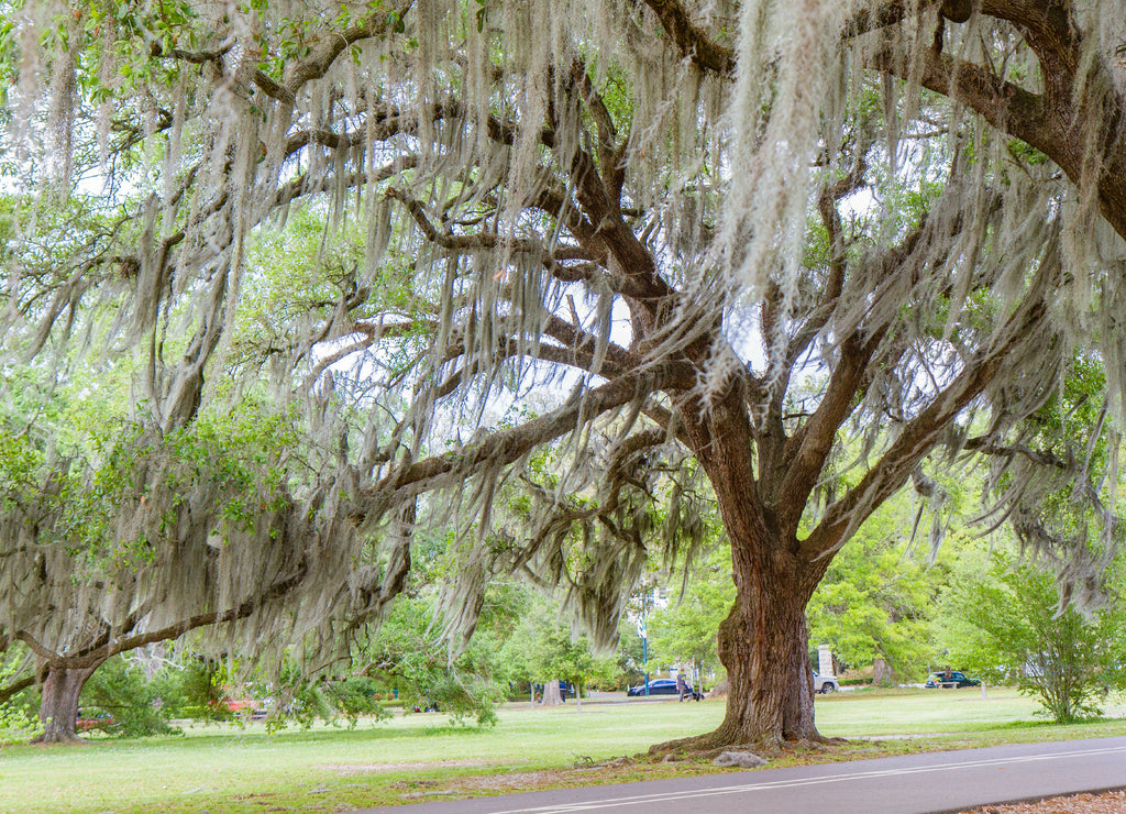 Southern live Oak tree with Spanish moss hanging from branches in Audubon Park, New Orleans, Louisiana, USA. No people, daytime horizontal photo