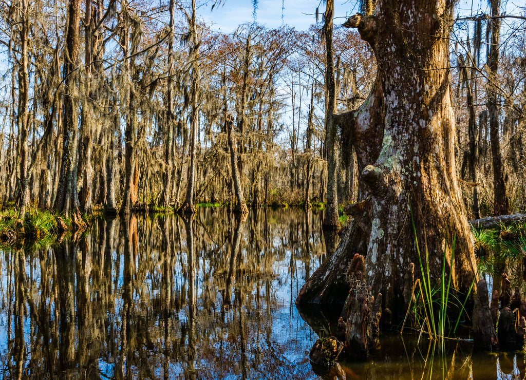 Cypress tree trunks and water reflections in Louisiana swamps