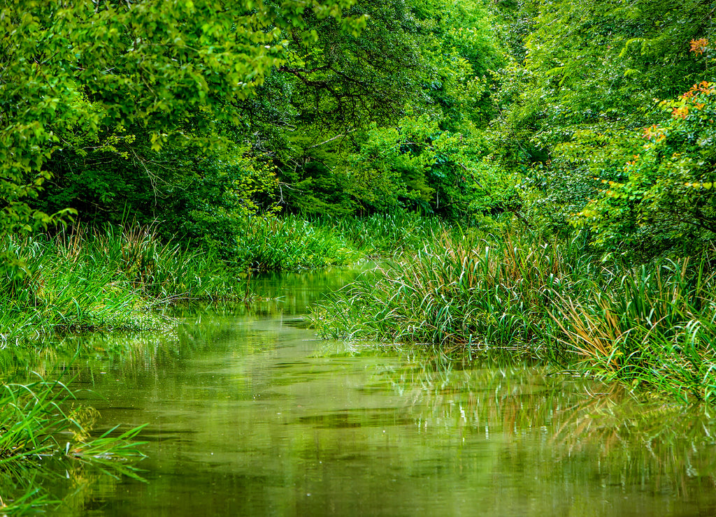 Louisiana swamp Water with Nature