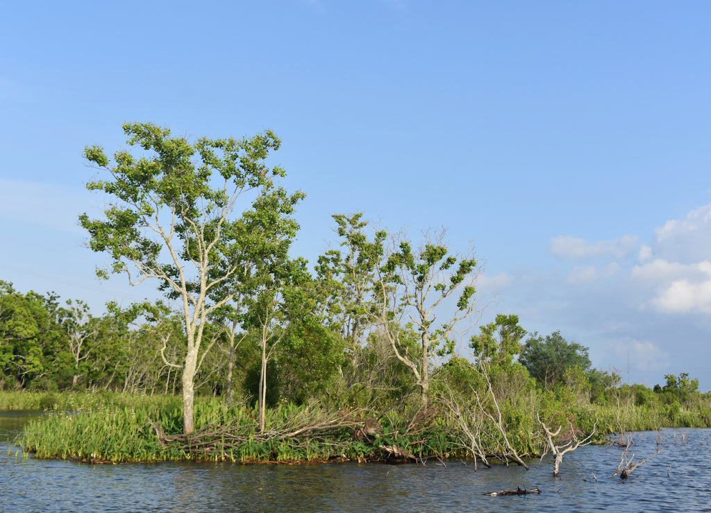 A Beautiful Glimpse into the Bayou and Waterways of Louisiana