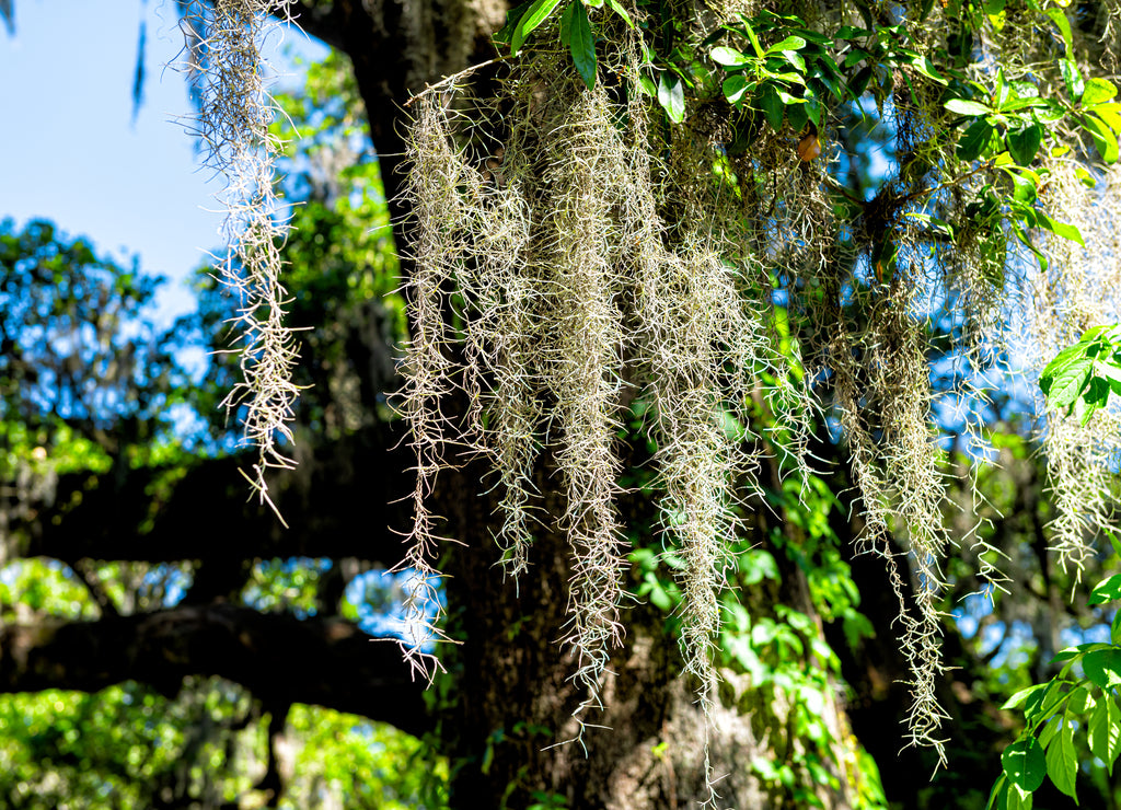 Southern live oak trees closeup of hanging spanish moss in New Orleans Audubon park on sunny day with green Tree of Life in Garden District of Louisiana city
