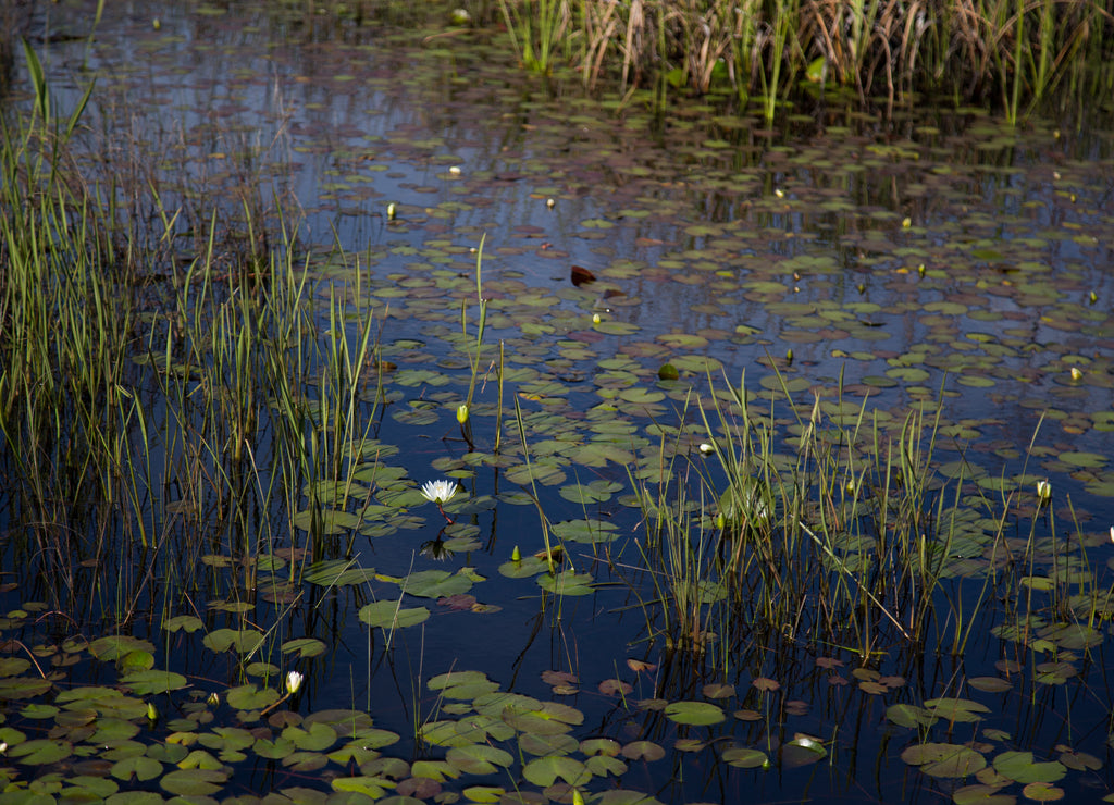 Louisiana marsh wetlands with American white waterlily, lily pads and reeds in dark moody water