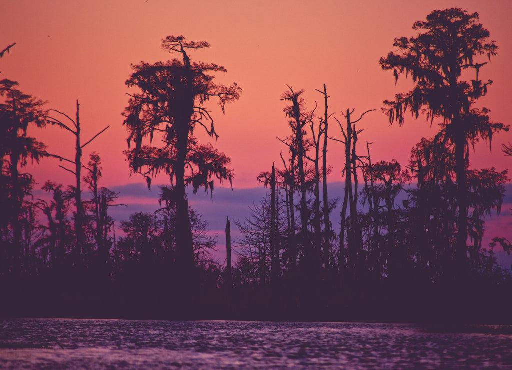 Louisiana Cypress Trees Silhouettes