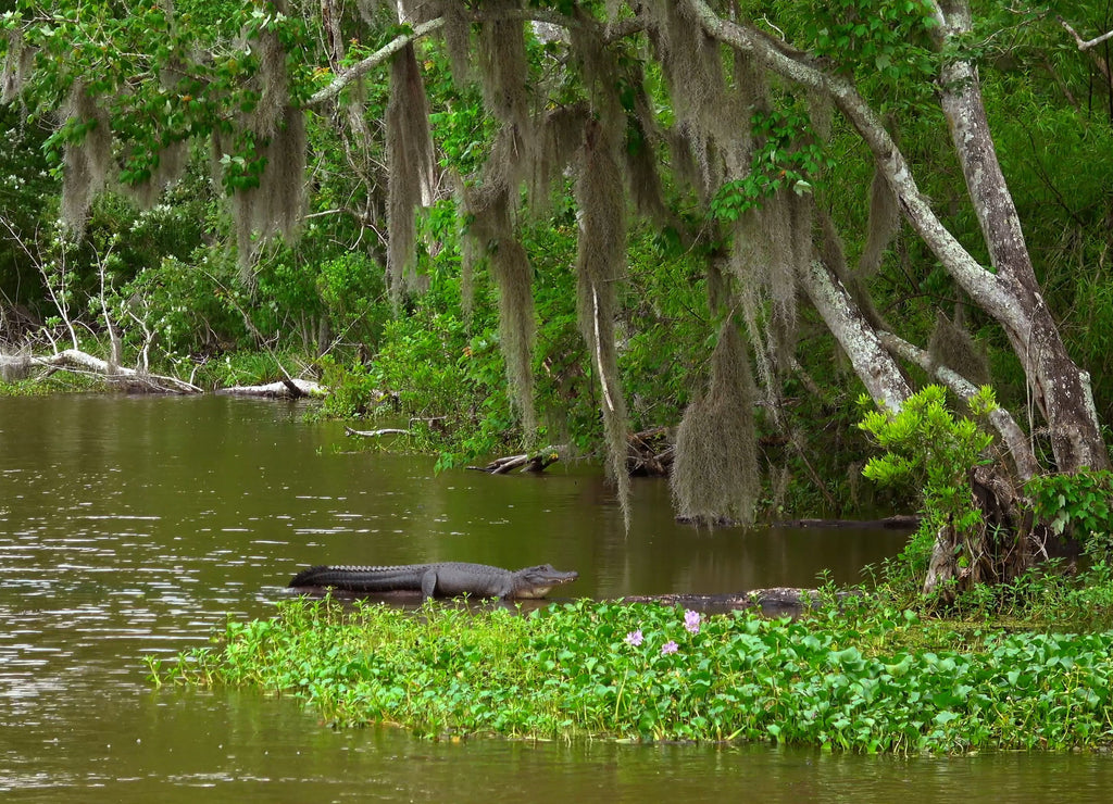 Wild vegetation in Louisiana swamps