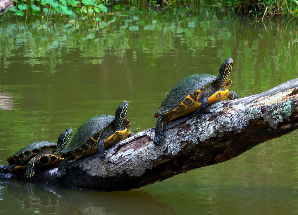 Turtles in the swamps of Louisiana