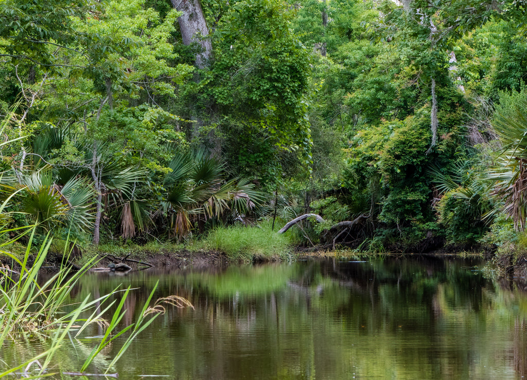 Landscape of water's edge showing reflections, diverse swamp vegetation and shades of green at Palmetto Island State Park, Louisiana
