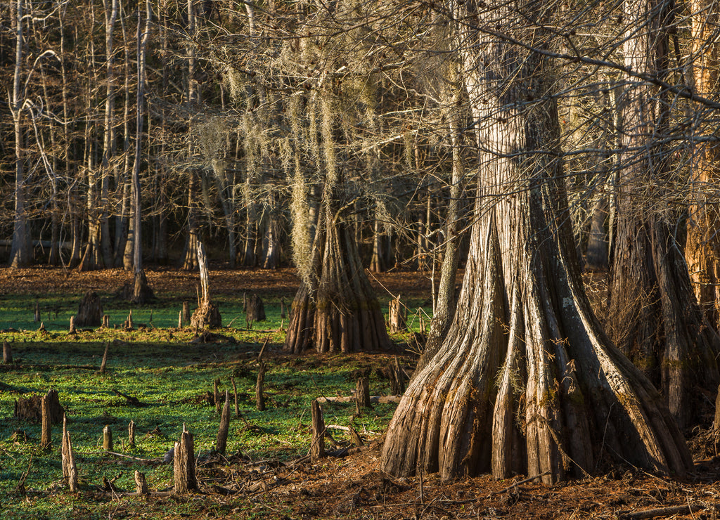 Swamp with bald-cypresses at the Sam Houston Jones State Park, Louisiana