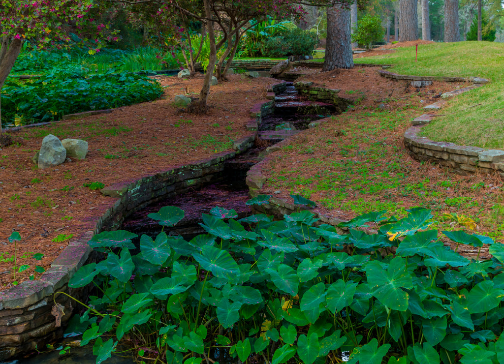 Peaceful Stream and Azalea Leaves, Hodges Gardens, Florien, Louisiana, USA