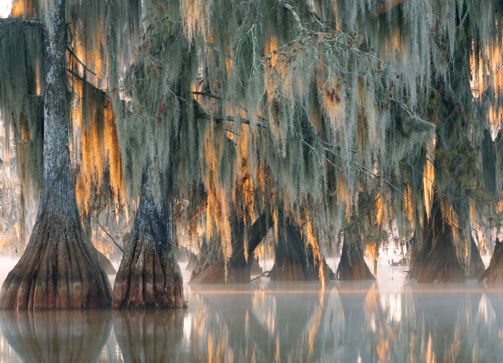 Trees of bald cypress with hanging Spanish moss in the first rays of the sun. Louisiana, Lake Martin