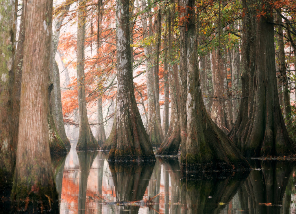 Beautiful bald cypress trees in autumn rusty-colored foliage and Nyssa aquatica water tupelo, their reflections in lake water. Chicot State Park, Louisiana, US