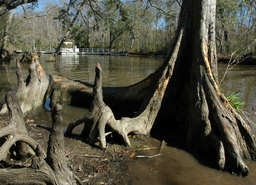 A cypress tree at Fairview-Riverside State Park, Madisonville, Louisiana, USA