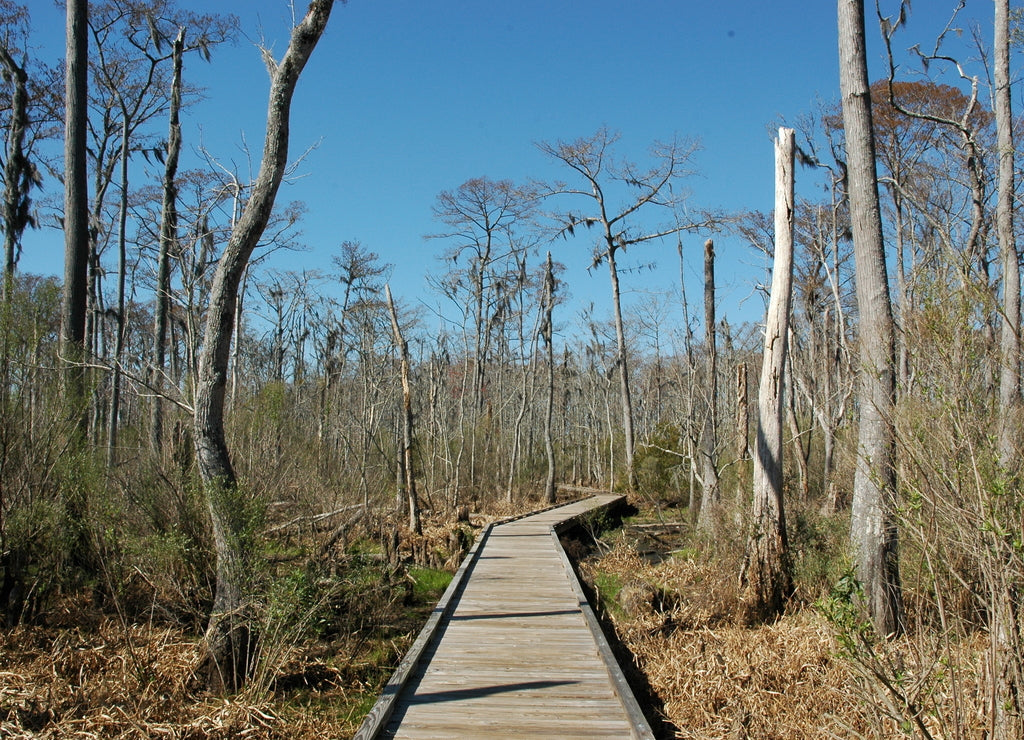 A footpath over a swamp at Fairview-Riverside State Park, Madisonville, Louisiana, USA