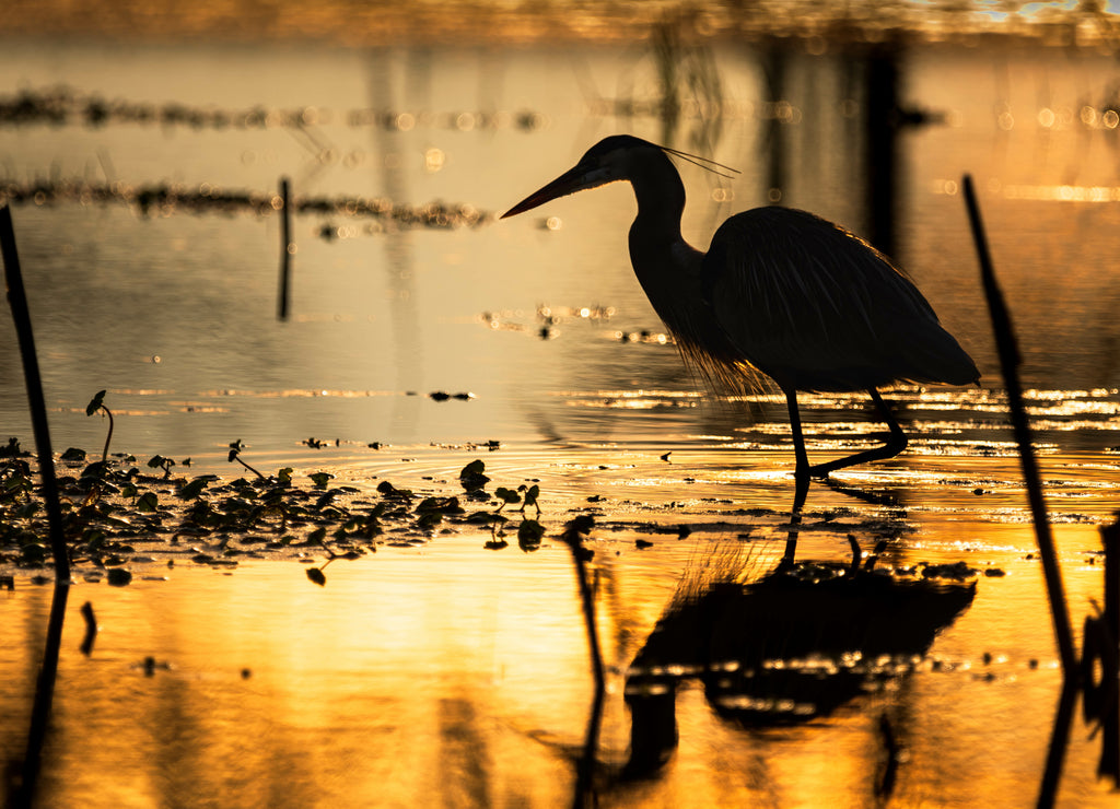 On Louisiana's Golden Pond