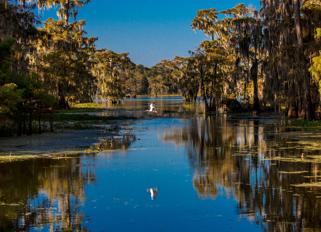 Cajun Swamp & Lake Martin, near Breaux Bridge and Lafayette Louisiana