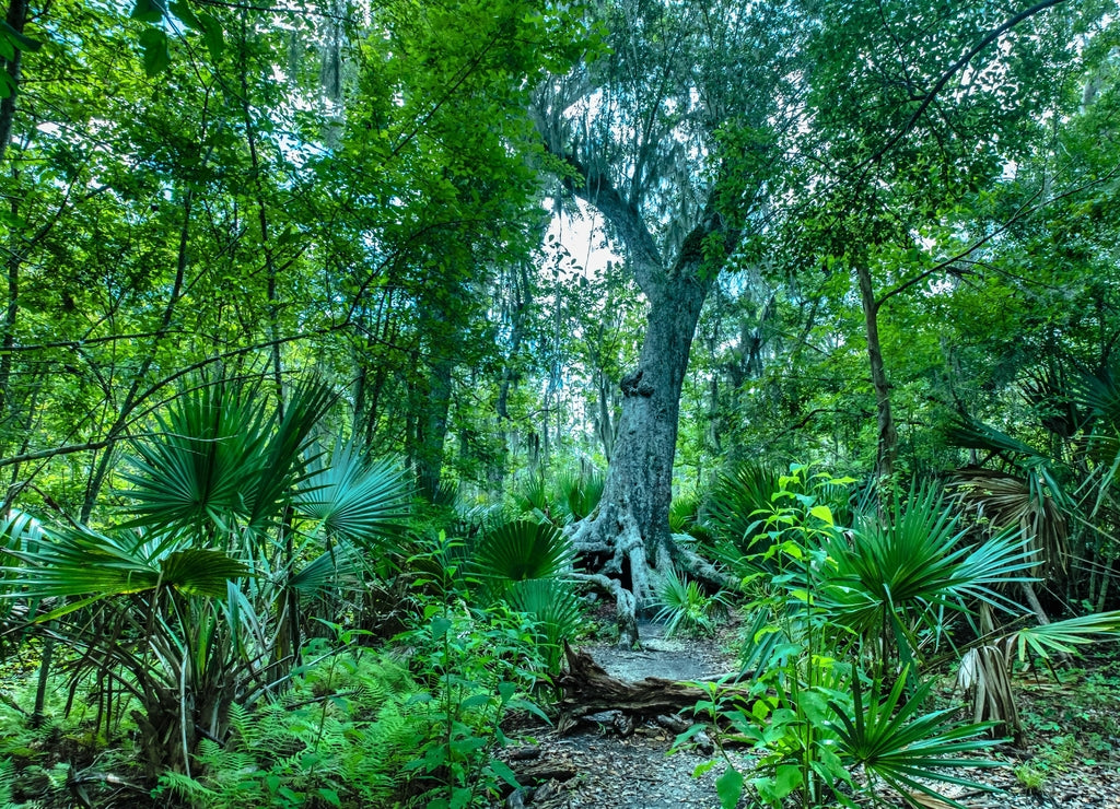 Swamp vegetation at the Barataria Preserve of Jean Lafitte National Park, Lafitte, Louisiana