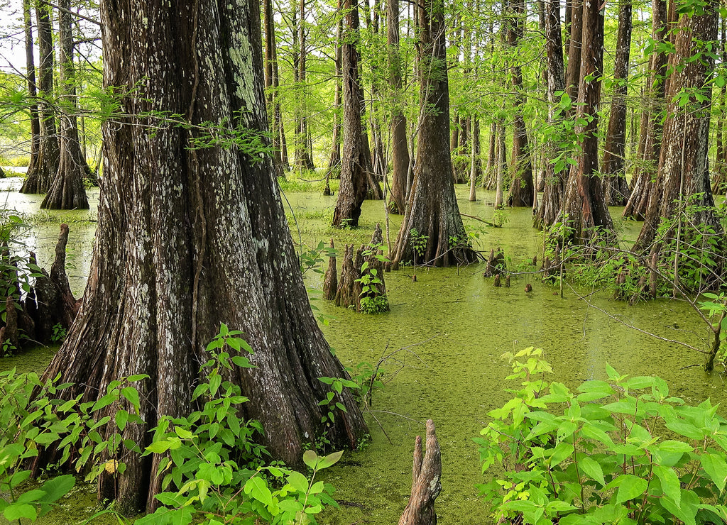 Louisiana Swamp and Cypress Trees at Cypress Island Preserve