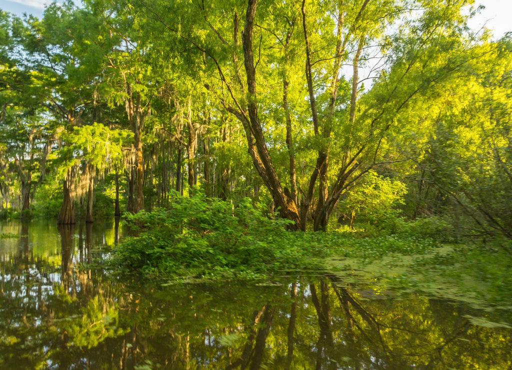 USA, Louisiana, Atchafalaya National Heritage Area. Tupelo trees in swamp