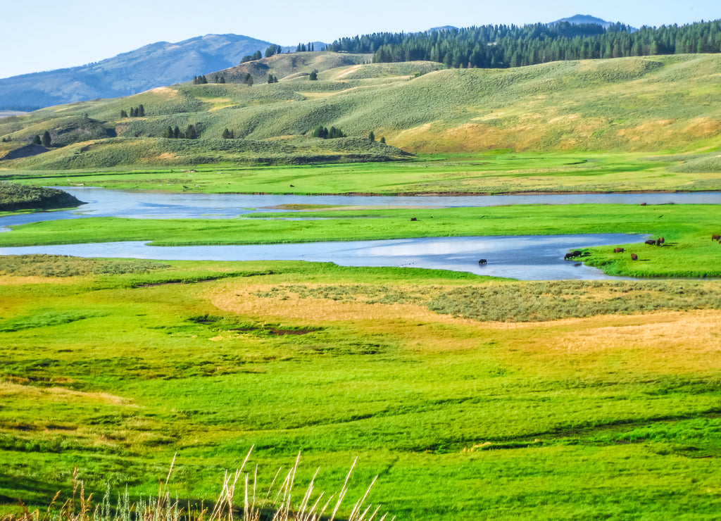 Yellowstone Hayden Valley, Wyoming