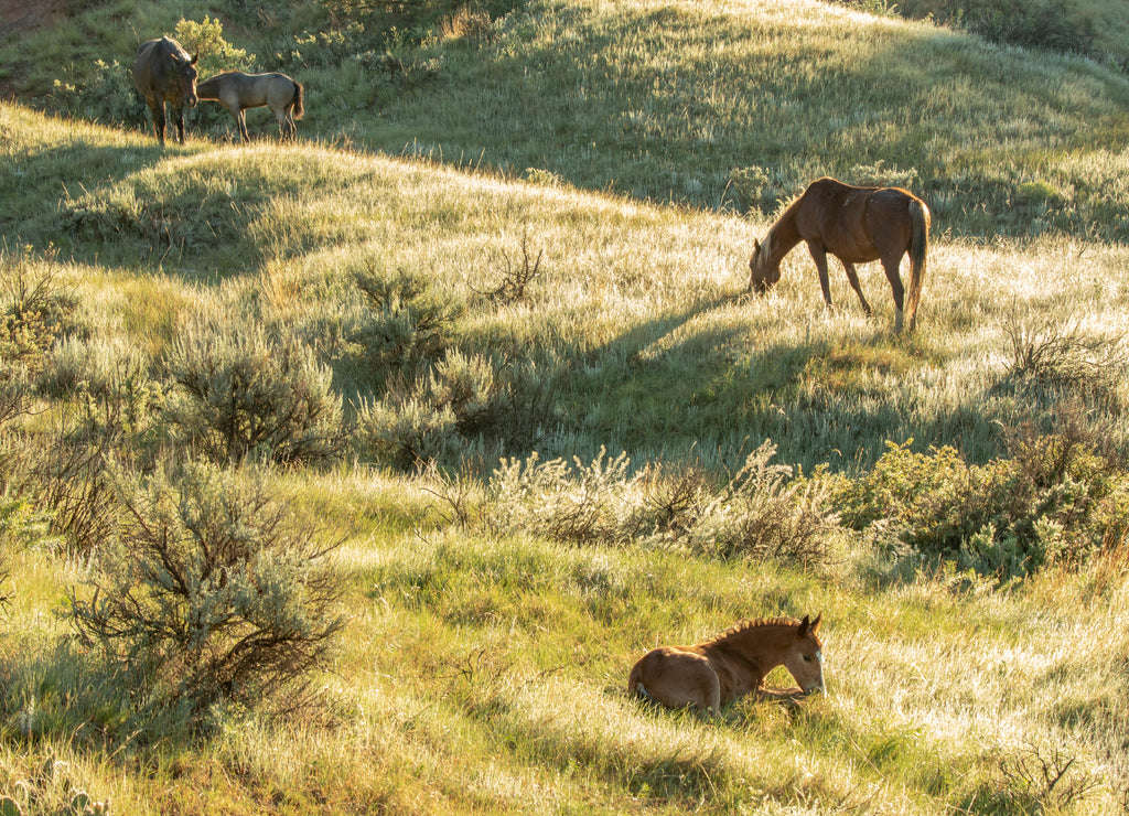 Wild mustangs of North Dakota