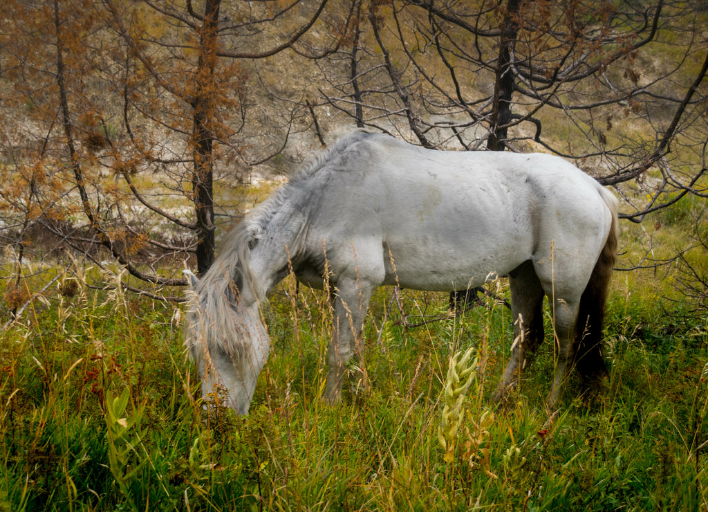 Wild Horses of Theodore Roosevelt National Park, North Dakota