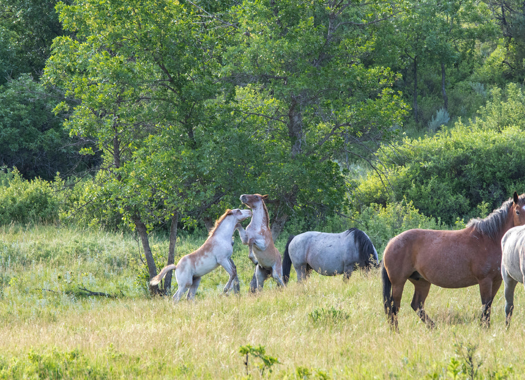 Wild mustangs of North Dakota