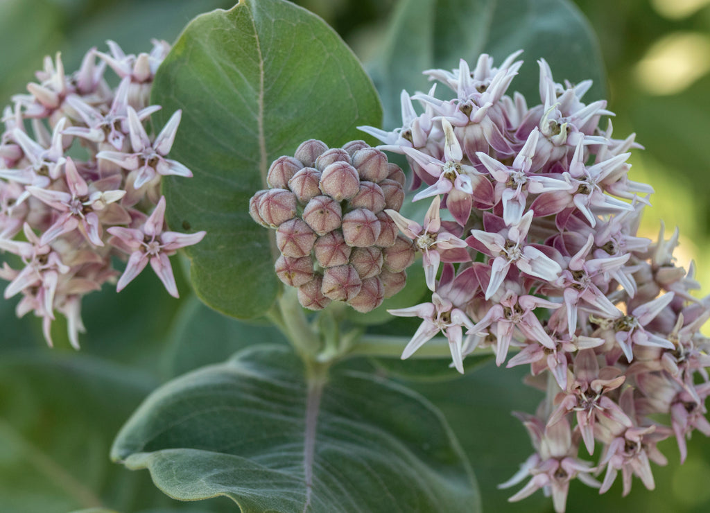 Wildflowers of North Dakota