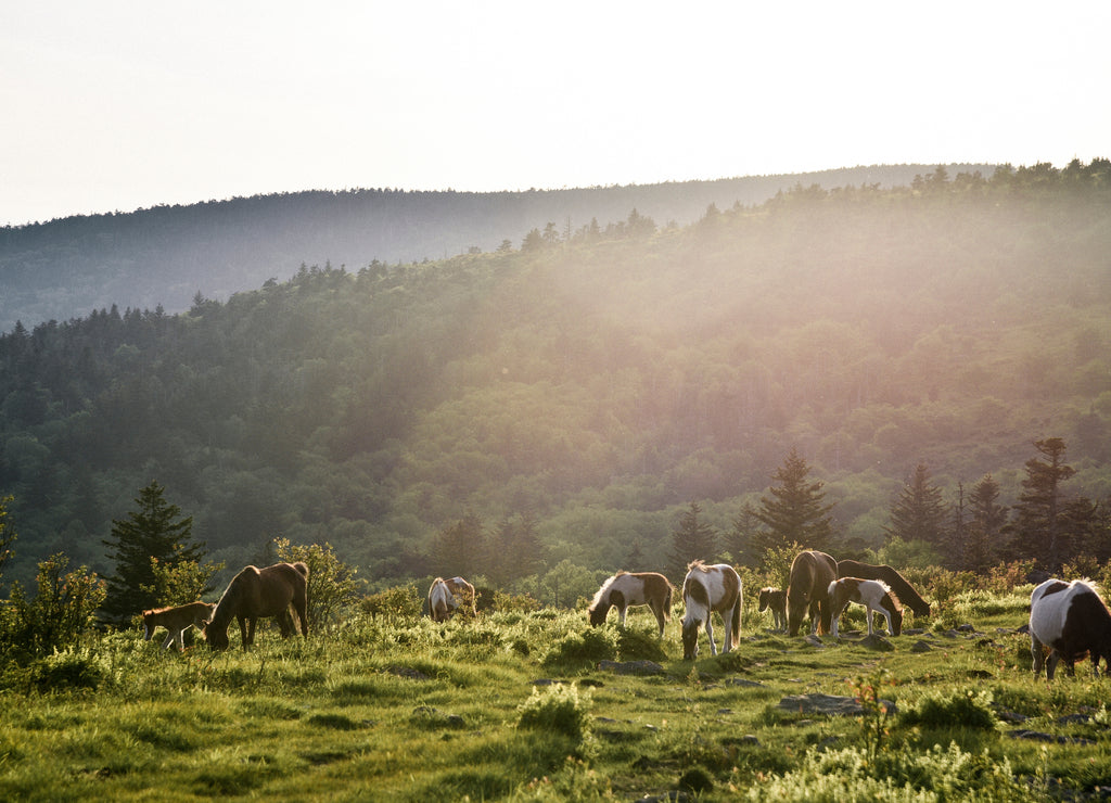 Wild Ponies at Grayson Highlands State Park in Jefferson National Forest in Virginia