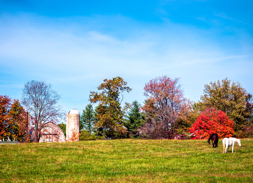 Fall in Virginia Countryside Barn, Silo, Horses