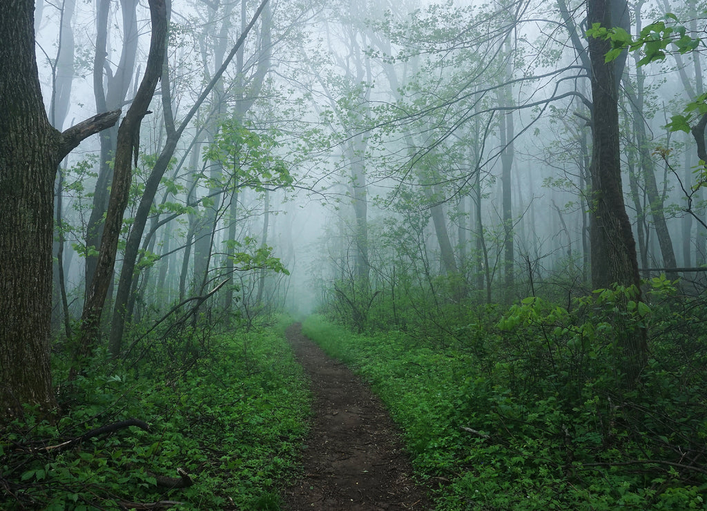 A foggy view of the Appalachian Trail in the Shenandoah Mountains of Virginia