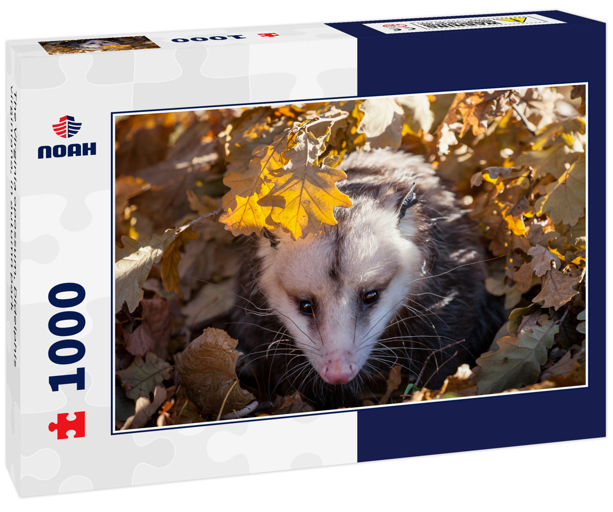 The Virginia opossum, Didelphis virginiana, in autumn park