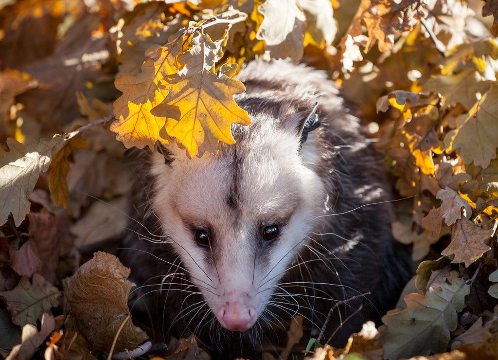 The Virginia opossum, Didelphis virginiana, in autumn park