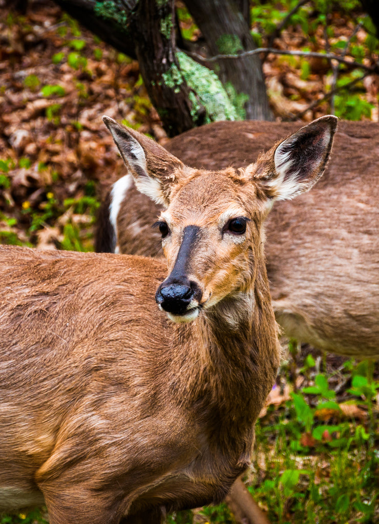 Deer along Skyline Drive, in Shenandoah National Park, Virginia