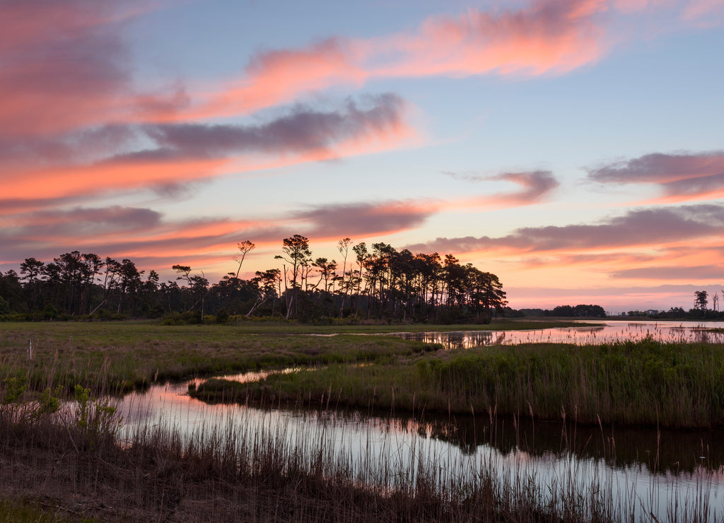 Coastal Wetlands of Virginia - Assateague Island