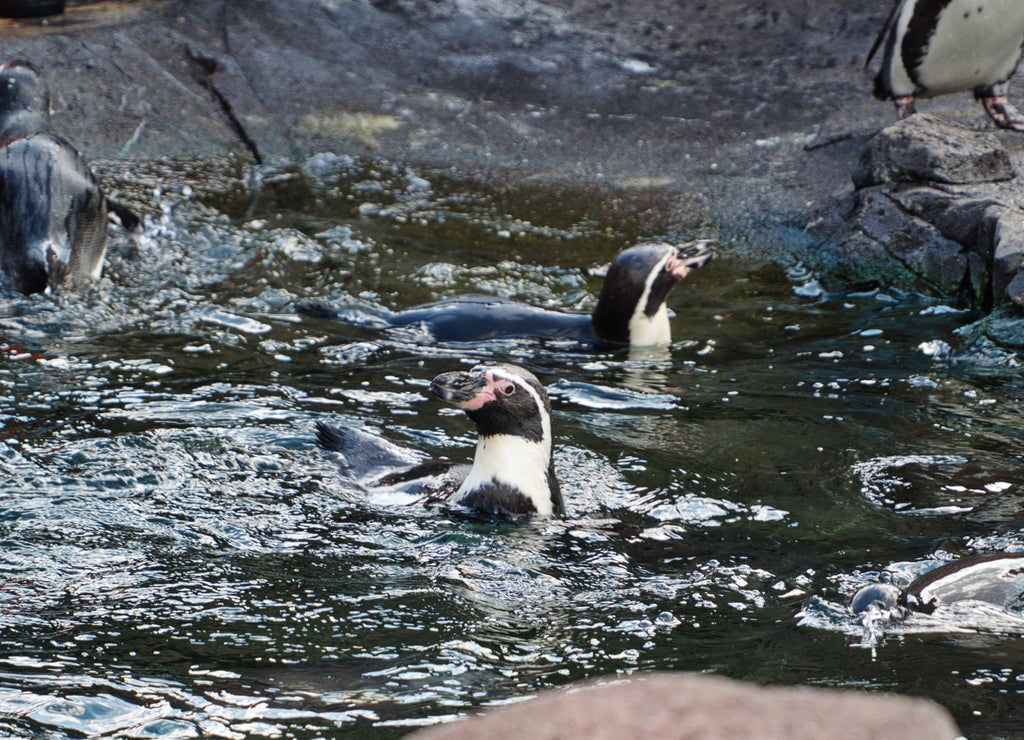 Penguins in Kansas City Zoo in Kansas City Missouri