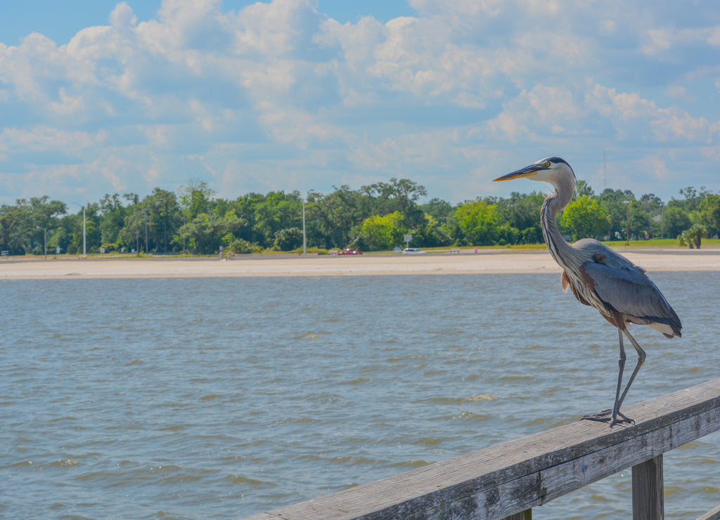 A Great Blue Heron on Jim Simpson Sr fishing pier, Harrison County, Gulfport, Mississippi, Gulf of Mexico USA