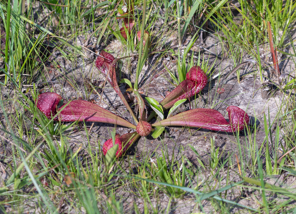 Sarracenia psittacina im Stone County, Mississippi