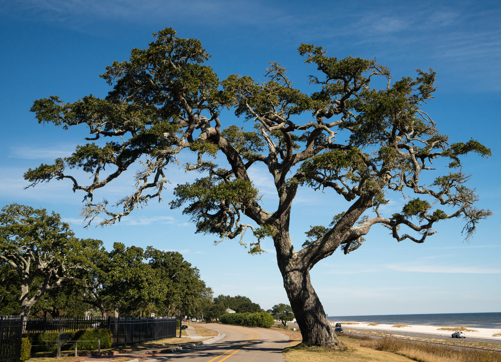 Large oak along highway 90 in Mississippi. This oak with stood Katrina in 2005 and still stands along the gulf coast
