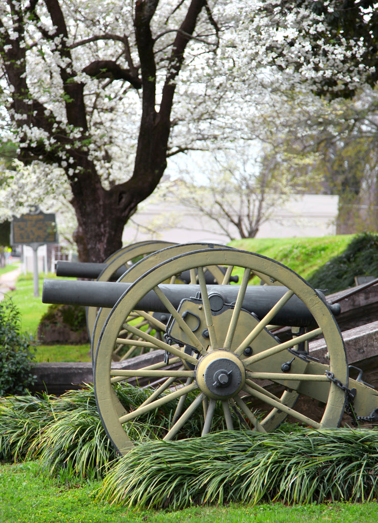 Old Cannons in Natchez Mississippi under spring bloom