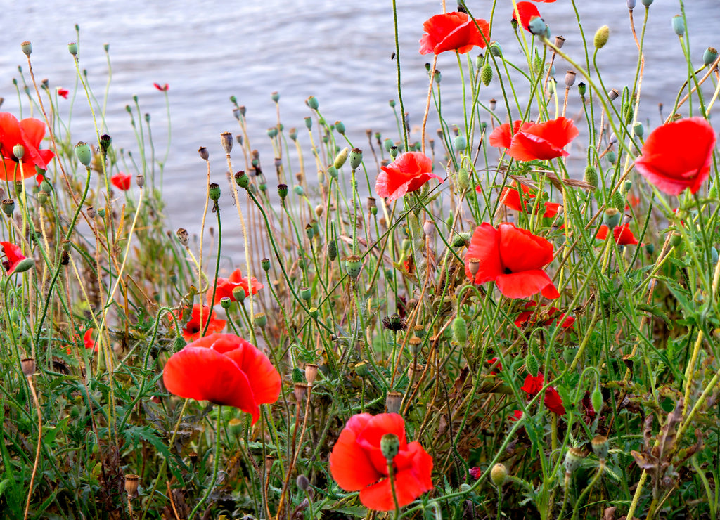 Wild Poppies on the banks of the Mighty Mississippi River in Natchez under the Hill in the USA