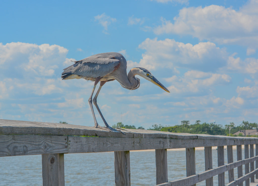 A Great Blue Heron sees a fish to eat on the fishing pier at Gulf Port, Harrison County Mississippi, Gulf of Mexico USA