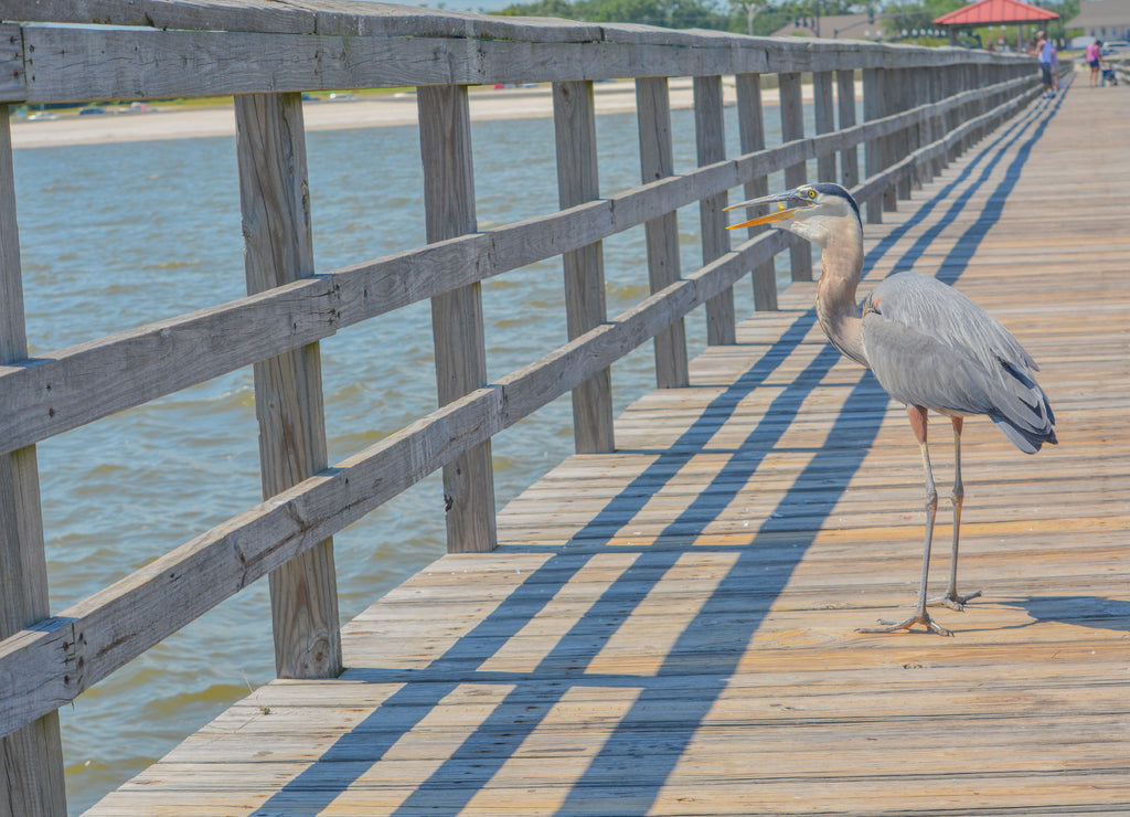 A Great Blue Heron eats a fish on the fishing pier at Gulf Port, Harrison County Mississippi, Gulf of Mexico USA