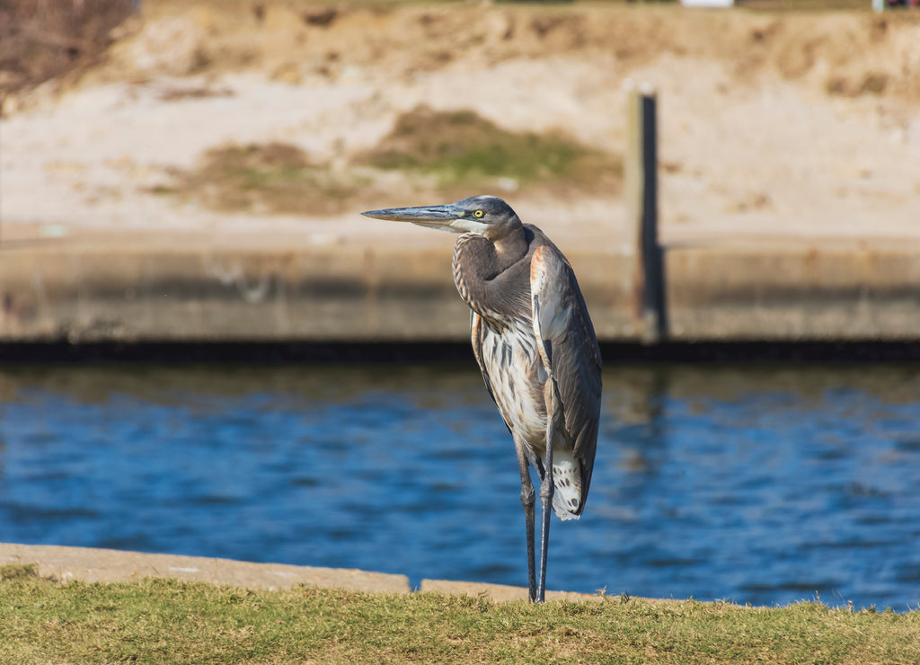 great blue heron near the water in Biloxi, Mississippi