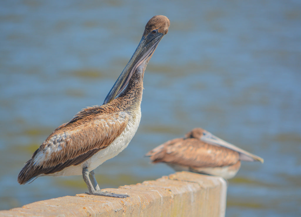 Brown Pelican (Pelecanus occidentalis) on the Mississippi Gulf Coast. Gulfport, Harrison County, Mississippi USA