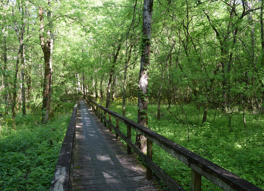 Boardwalk on the Natchez Trace Trail in Mississippi