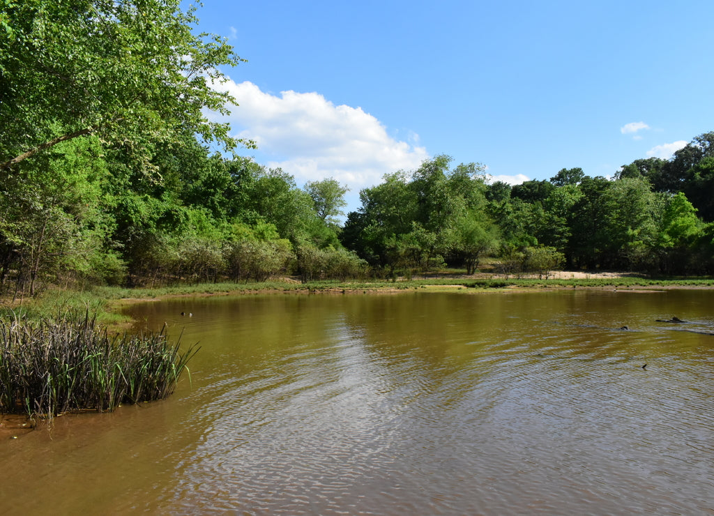 swampy pond during summer in Mississippi