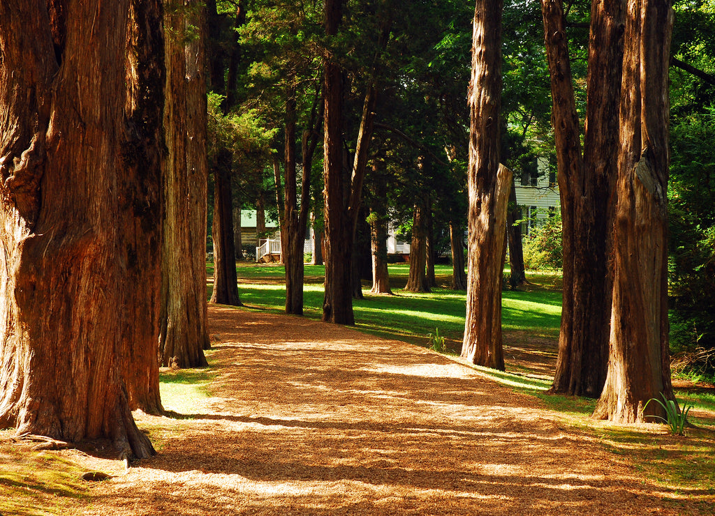 A tree lines path leads to Rowan Oak, William Faulkner's home in Oxford, Mississippi